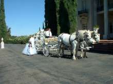 3875 horse carriage rental photo p2 photo.