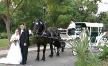 bride groom wedding horse carriage rental baton rouge clinton la louisiana 33659 photo.