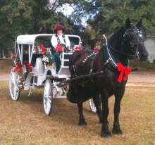 christmas holiday horse carriage rental baton rouge clinton la louisiana 33659 photo.
